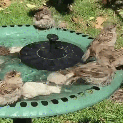 Serenity Oasis™ Solar Powered Water Fountain